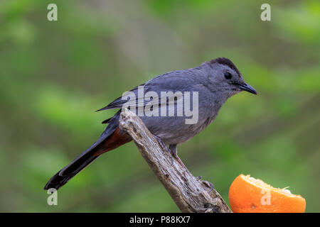 Grau catbird (Dumetella carolinensis) auf Ast über Orange zu füttern. Stockfoto