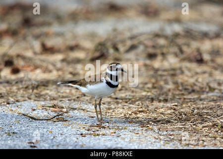 Killdeer (Charadrius vociferus) Stockfoto