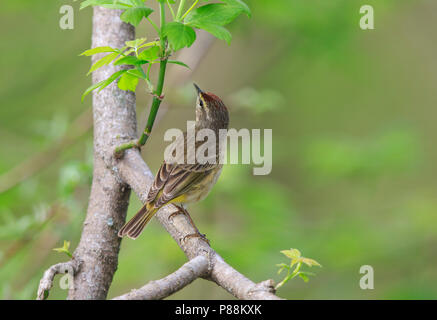 Palm Warbler (Setophaga palmarum) auf Ast Stockfoto