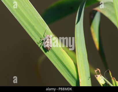 Dragonfly exuviae auf cattail. Stockfoto