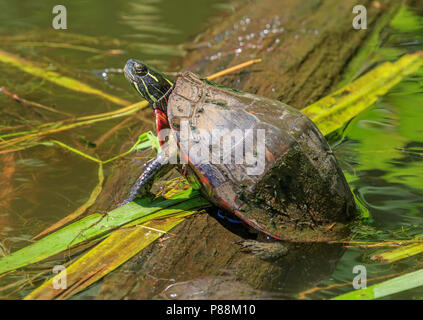 Midland gemalte Schildkröte (Chrysemys picta marginata) Aalen auf einem anmelden. Stockfoto