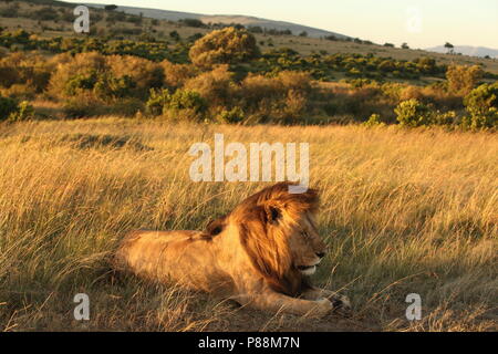 Männliche Löwe während der Sunrise der Masai Mara in Kenia Stockfoto