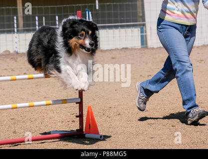 Ein wunderschöner dreifarbiger australischer Schäferhund, der sich fest umdreht Ein Agility Jump zeigt den Unterkörper des Handlers Stockfoto