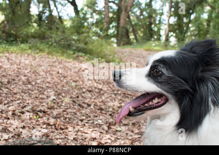 Schöne Portrait von Border Collie DOG PROFIL AUF NATÜRLICHE WALD HINTERGRUND Stockfoto