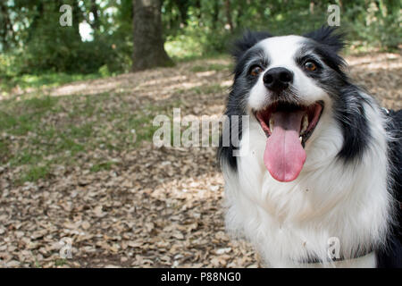 BORDER COLLIE HUND MIT HERAUSGESTRECKTER ZUNGE IM SOMMER WÄRME Stockfoto