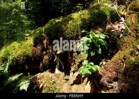Moose wächst über den Felsen in einem Wald im Lake District, Cumbria England Großbritannien Stockfoto