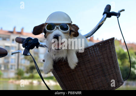 JACK RUSSELL HUND SITZEN IN EINEM BIKE BASQUET IM SOMMER tragen einen Helm und Sonnenbrille Stockfoto