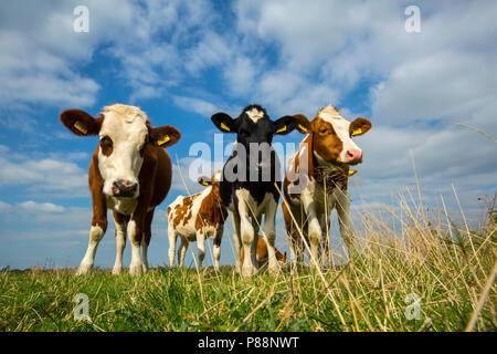 Weiland met koeien, Weide mit Kühen Stockfoto