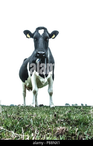 Weiland met koeien, Weide mit Kühen Stockfoto