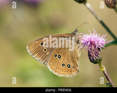 Koevinkje/Ringelwürmer (Aphantopus hyperantus) Stockfoto