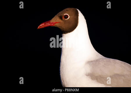 Kokmeeuw gefotografeerd bij Nacht; Gemeinsame Lachmöwe bei Nacht fotografiert. Stockfoto