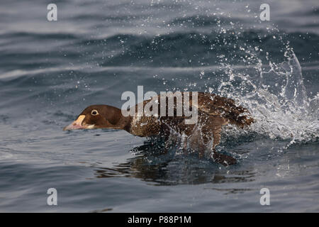 Koningseider opvliegend onvolwassen Mann; König Eider unreifen männlichen Flying off Stockfoto