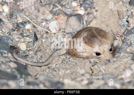 Kozlov's Pygmy Jerboa (Salpingotus kozlovi) eine native Nagetierart aus Ton im Süden und Osten der Mongolei, und der nordwestlichen China. Stockfoto