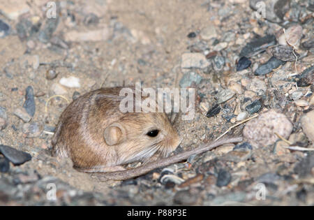 Kozlov's Pygmy Jerboa (Salpingotus kozlovi) eine native Nagetierart aus Ton im Süden und Osten der Mongolei, und der nordwestlichen China. Stockfoto