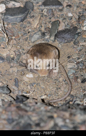 Kozlov's Pygmy Jerboa (Salpingotus kozlovi) eine native Nagetierart aus Ton im Süden und Osten der Mongolei, und der nordwestlichen China. Stockfoto