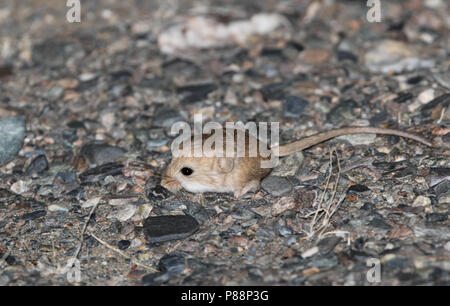 Kozlov's Pygmy Jerboa (Salpingotus kozlovi) eine native Nagetierart aus Ton im Süden und Osten der Mongolei, und der nordwestlichen China. Stockfoto