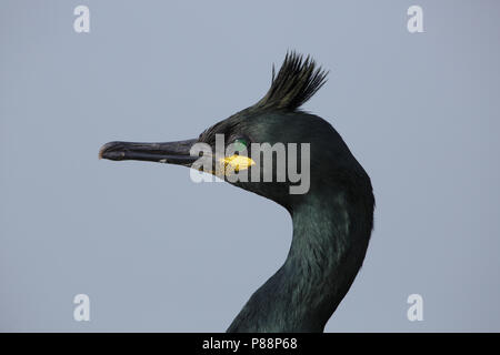 Europäische Shag, Kuifaalscholver, Phalacrocorax aristotelis Stockfoto