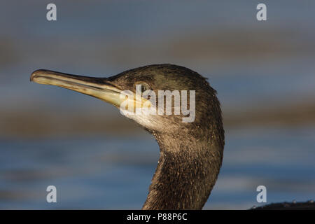 Europäische Shag, Kuifaalscholver, Phalacrocorax aristotelis Stockfoto