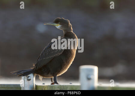 Europäische Shag, Kuifaalscholver, Phalacrocorax aristotelis Stockfoto