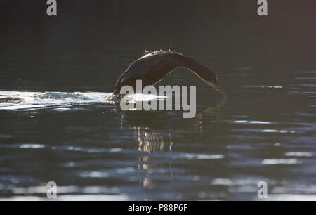 Europäische Shag, Kuifaalscholver, Phalacrocorax aristotelis Stockfoto