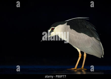 Kwak jagend in Wasser; Schwarz - gekrönte Night Heron Jagd in Wasser Stockfoto