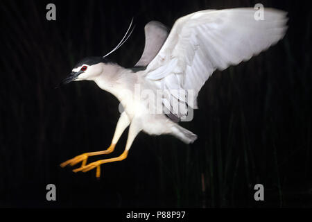 Kwak vliegend; Schwarz - gekrönte Night Heron fliegen Stockfoto