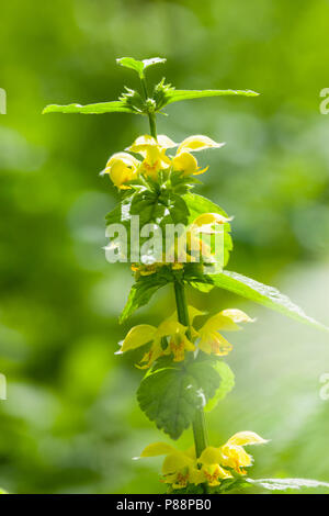 Vögele Bloeiende dovenetel, Blüte Gelb Erzengel Stockfoto