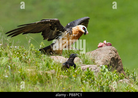 Afrikanische Bartgeier (Gypaetus Barbatus meridionalis) in Südafrika Stockfoto