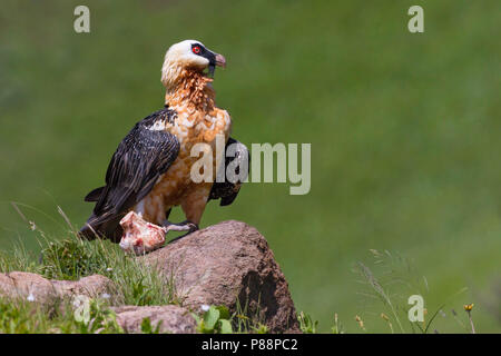 Afrikanische Bartgeier (Gypaetus Barbatus meridionalis) in Südafrika Stockfoto