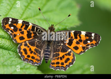 Eerste Generatie" Landkaartje/Erste Generation Karte Schmetterling (Araschnia levana levana) Stockfoto