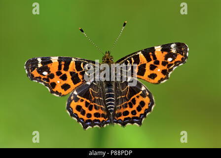 Eerste Generatie" Landkaartje/Erste Generation Karte Schmetterling (Araschnia levana levana) Stockfoto