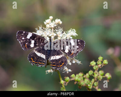 Tweede Generatie" Landkaartje/Zweite Generation Karte Schmetterling (Araschnia levana prorsa) Stockfoto