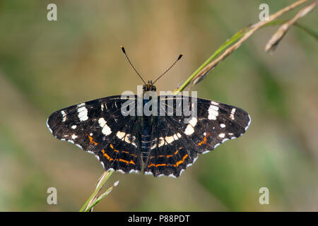 Tweede Generatie" Landkaartje/Zweite Generation Karte Schmetterling (Araschnia levana prorsa) Stockfoto