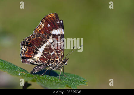 Tweede Generatie" Landkaartje/Zweite Generation Karte Schmetterling (Araschnia levana prorsa) Stockfoto