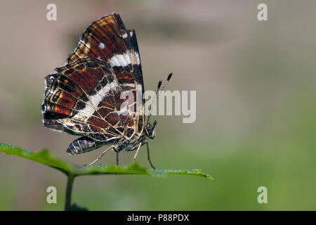 Tweede Generatie" Landkaartje/Zweite Generation Karte Schmetterling (Araschnia levana prorsa) Stockfoto