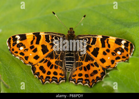 Landkaartje voorjaars Generatie"/Europäische Karte Frühling Generation (Araschnia levana levana) Stockfoto