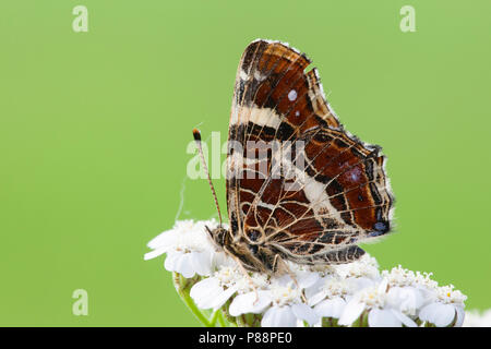 Tweede Generatie" Landkaartje/Zweite Generation Karte Schmetterling (Araschnia levana prorsa) Stockfoto