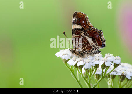 Tweede Generatie" Landkaartje/Zweite Generation Karte Schmetterling (Araschnia levana prorsa) Stockfoto