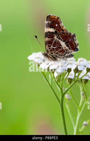 Tweede Generatie" Landkaartje/Zweite Generation Karte Schmetterling (Araschnia levana prorsa) Stockfoto