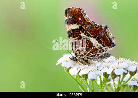 Tweede Generatie" Landkaartje/Zweite Generation Karte Schmetterling (Araschnia levana prorsa) Stockfoto