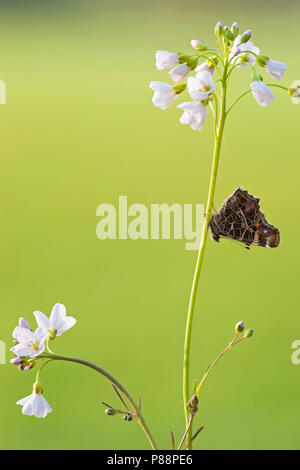 Eerste Generatie" Landkaartje/Erste Generation Karte Schmetterling (Araschnia levana levana) Stockfoto