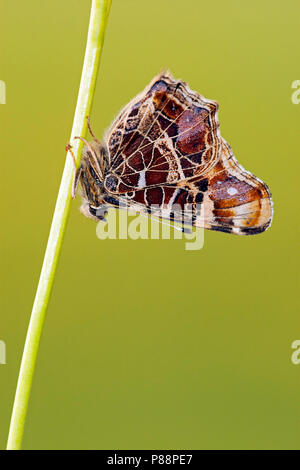 Eerste Generatie" Landkaartje/Erste Generation Karte Schmetterling (Araschnia levana levana) Stockfoto