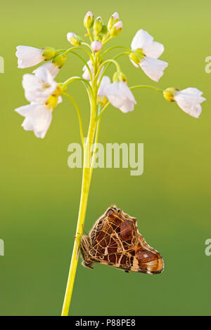 Eerste Generatie" Landkaartje/Erste Generation Karte Schmetterling (Araschnia levana levana) Stockfoto