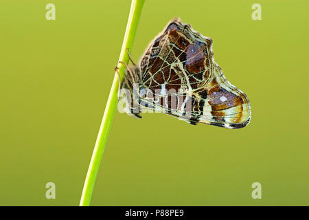 Eerste Generatie" Landkaartje/Erste Generation Karte Schmetterling (Araschnia levana levana) Stockfoto