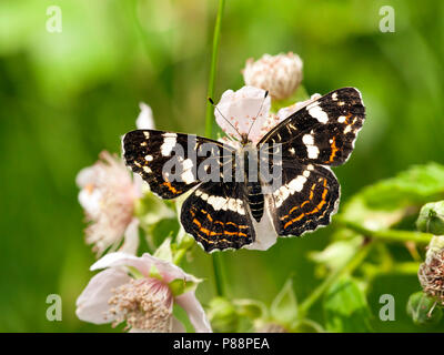 Tweede Generatie" Landkaartje/Zweite Generation Karte Schmetterling (Araschnia levana prorsa) Stockfoto