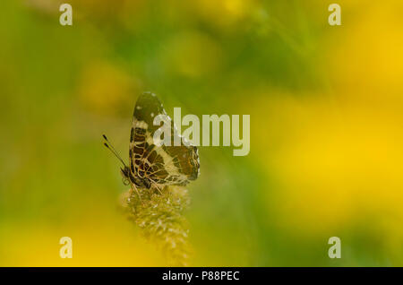 Tweede Generatie" Landkaartje/Zweite Generation Karte Schmetterling (Araschnia levana prorsa) Stockfoto