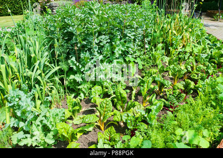 Ein potager Garten voller Bio-gemüse an RHS Rosemoor Gärten, Torrington, Devon, Großbritannien - Johannes Gollop Stockfoto