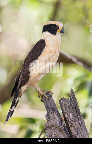 Laughing Falcon, Herpetotheres cachinnans) ist Spezialist Schlange - Esser, durch Zentral- und Südamerika gefunden. Stockfoto
