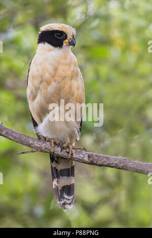 Laughing Falcon, Herpetotheres cachinnans) ist Spezialist Schlange - Esser, durch Zentral- und Südamerika gefunden. Stockfoto