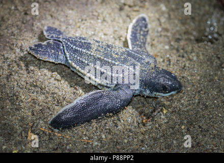 Lederschildpad op Strand van Trinidad; Leatherback Sea Turtle (dermochelys Coriacea), auf einem Trinidad Strand Stockfoto